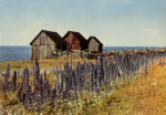 Öland, Blåelden Blommar vid Byxelkrok 1959 Öland, Blåelden Blommar vid Byxelkrok 1959