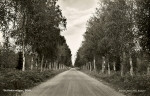Öland, Böda Skäftekärrvägen Öland, Böda Skäftekärrvägen