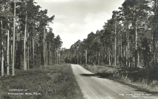 Kronoparken, Böda. Öland Kronoparken, Böda. Öland