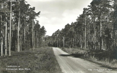 Kronoparken, Böda. Öland