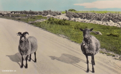 Gotland. Fårö Lamb Gotland. Fårö Lamb