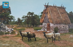 Fårö. Lambgift Fårö. Lambgift