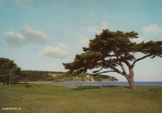 Gotland. Fårösund, Ihreviken 1961 Gotland. Fårösund, Ihreviken 1961