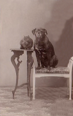 Sala, Ateljefoto, Hund och Katt Sala, Ateljefoto, Hund och Katt