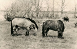 Gotland, Lilla Hästnäs Russ 1964