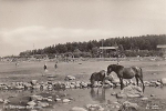Öland, Borgholm vid Sjöstugan 1951 Öland, Borgholm vid Sjöstugan 1951