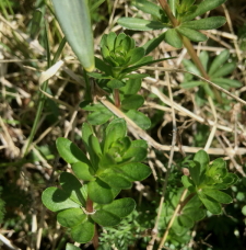 Grön Knopp Grön Knopp