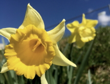 Gul Blomma Gul Blomma