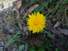 Tussilago Tussilago