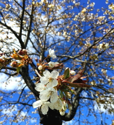 Äppelblommor