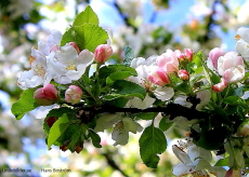 Blommor inför äppelverket