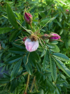 Ett blad och knoppar Ett blad och knoppar