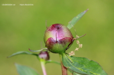 Blomma Blomma