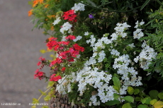 Lindesberg Strandpromenadens  Blommor