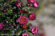 Nära Blomma