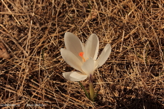 Lindesberg Blomma