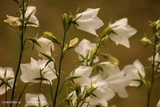 Vita Blommor Vita Blommor