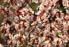 Lindesberg Blommor