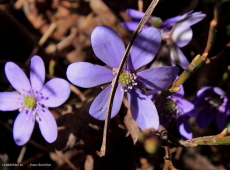 Blommornas tid