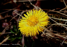 Tussilago