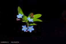 Blåa Blommor