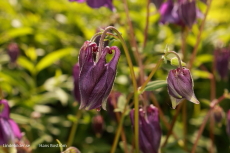 Blommor Blommor