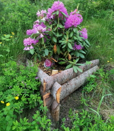 Blommor Blommor