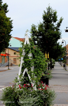 Blommor på Kristinavägen