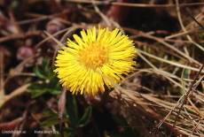 Tussilago