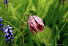 Blomma Blomma