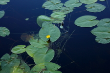 Lindesjöblommor