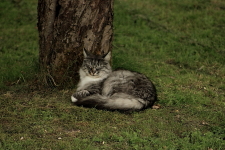 Katten under trädet