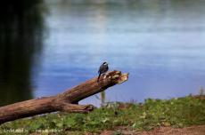 Lindesjön, en liten fågel på grenen