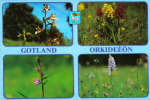 Gotland Orkideön Gotland Orkideön