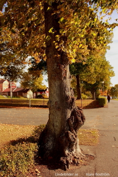 Ett träd, full med rötter