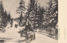 Nora I skogen 1902 Nora I skogen 1902