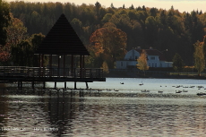 Fåglar vid Kyrkbryggan