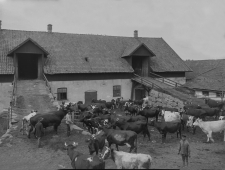 Vedevågs Lantbruk 1920
